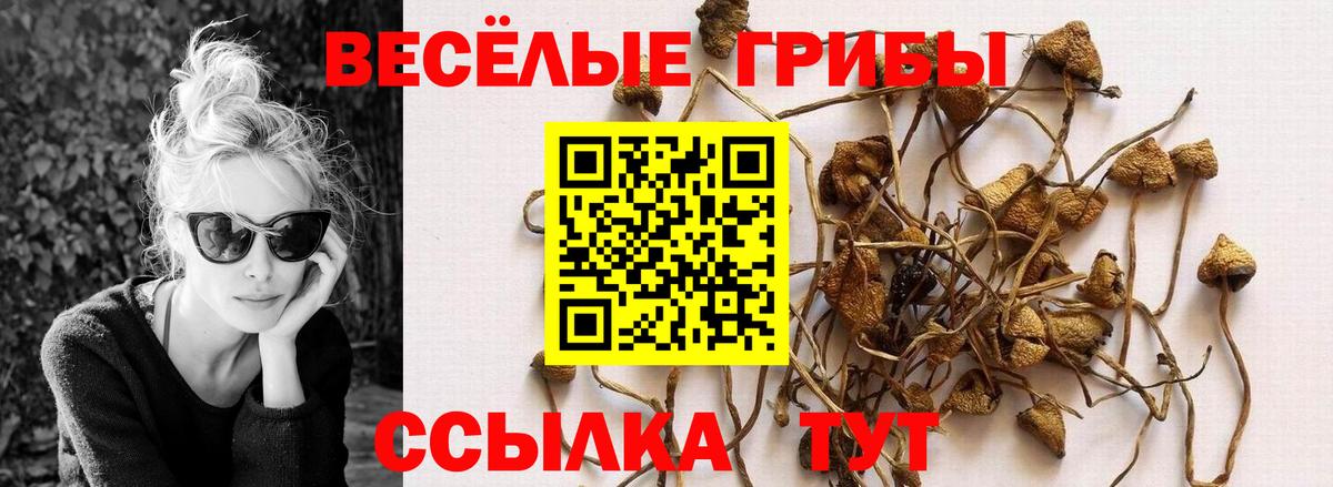 Галлюциногенные грибы Psilocybe Шадринск
